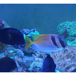 siganus virgatus