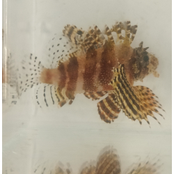 Dendrochirus brachypterus