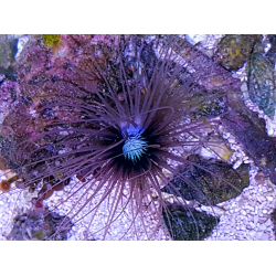 Cerianthus spp. Szorstnik