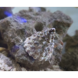 Trochus maculatus