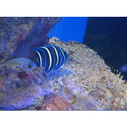 Pomacanthus semicirculatus S