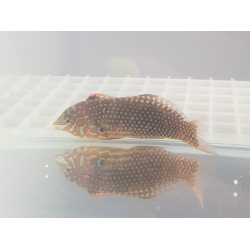 Macropharyngodon ornatus