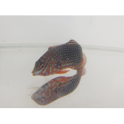 Macropharyngodon ornatus