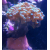 Euphyllia Paraancora