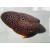 Calloplesiops altivelis