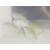 Chromis viridis