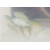 Chromis viridis