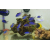 Chromis blue reef