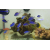 Chromis blue reef