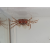 Lybia tesselata Krab pomponowy